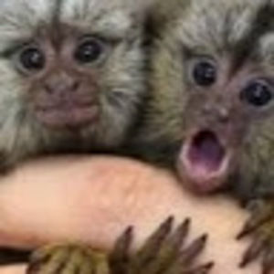 Meet your Posher, Lillian